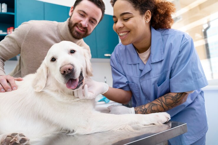 Animal Reiki Practitioner: A Pathway to Healing and Harmony
