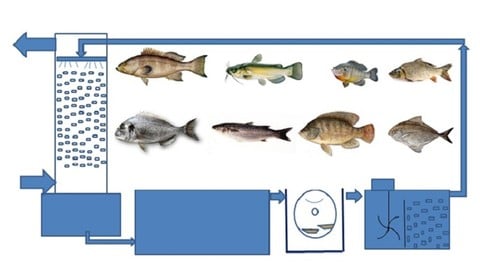 نظام تدوير المياة الخاص في استزراع الاسماك في وحده مغلقة