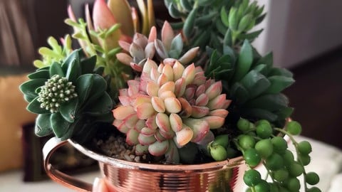 Sukulent Bakımı ve Aranjman Hazırlanması