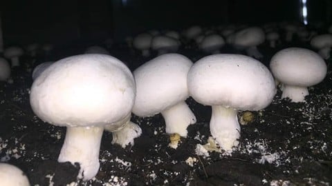 Kültür Mantarı Yetiştiriciliği Eğitimi (SEVİYE 1 )