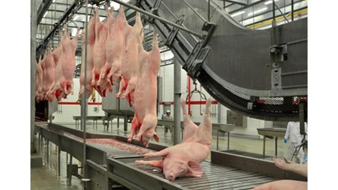 Inspeção ante-mortem e post-mortem de suínos