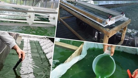 Formation dans la culture et la production de la spiruline