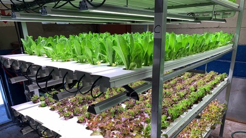 Future Farms: Understanding Growlights for Hydroponics