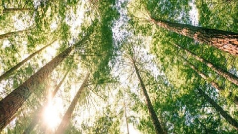 Understanding ESG Framework (With Quizzes and Assigments)