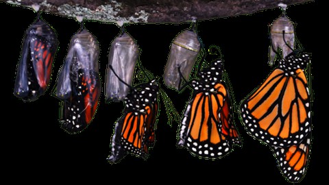 Change Management: Lead Your People Through a Transformation