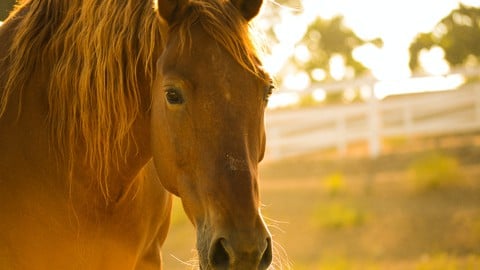 Setting Up a UK Equine Charity