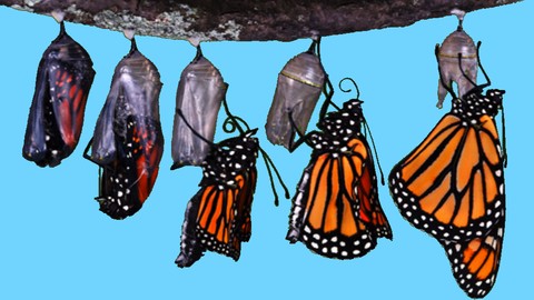 Gestión del Cambio:  Navegando por la Transformación
