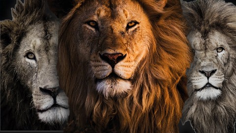 How to build a Successful Mindset In life and business